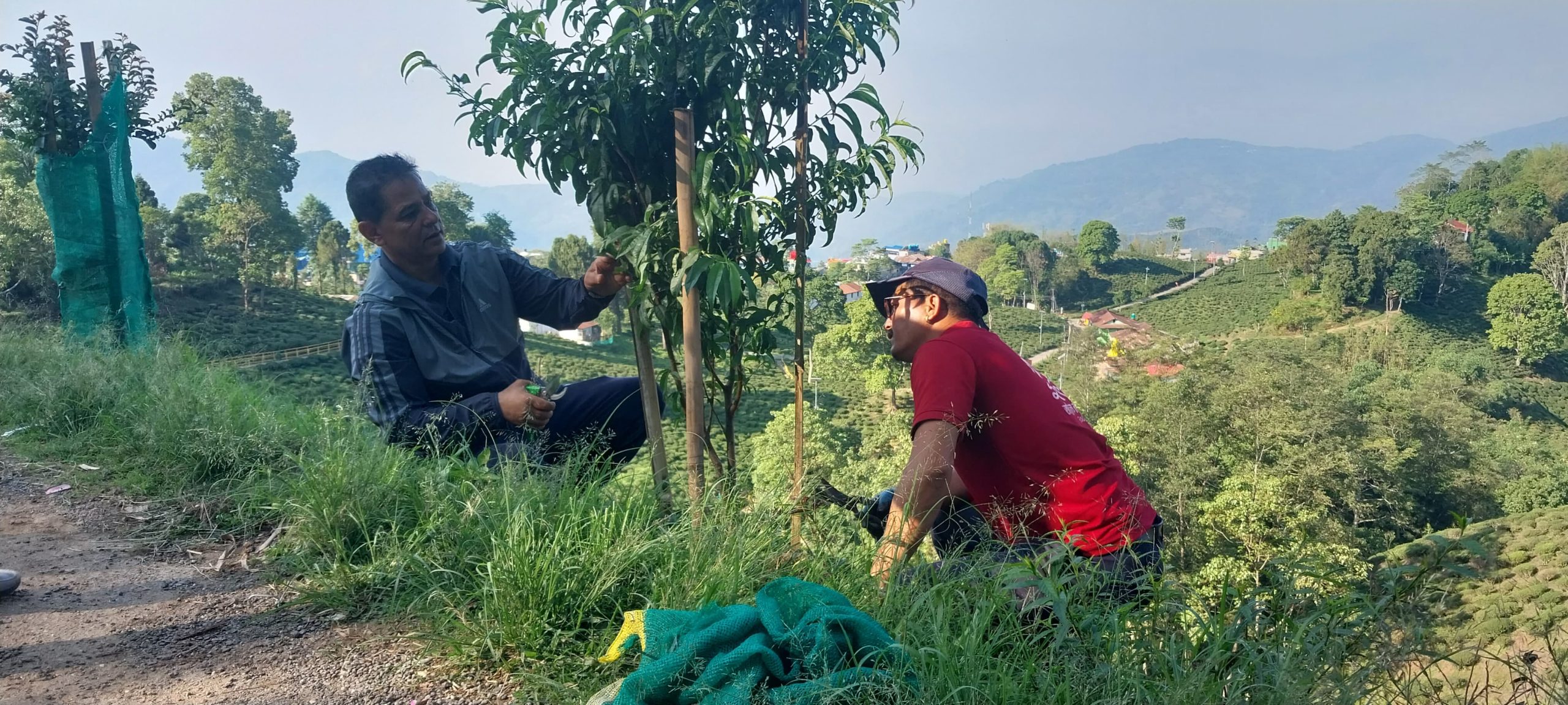 चियासँगै वातावरण संरक्षणमा जुट्यो इलाम