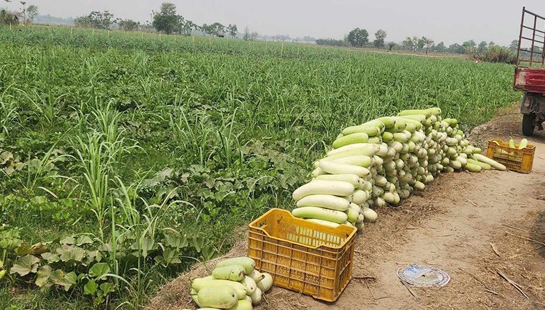 बहुबाली खेतीका माध्यमबाट लाखौं रुपैंयाँको आम्दानी