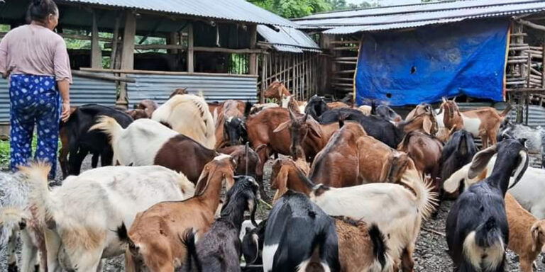 शिक्षण पेसा छाडेर बाख्रापालनमा रमाइरहेका धरानका राई
