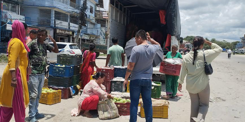 सुनसरीमा आँप उत्पादन घट्यो