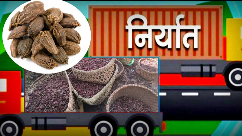 एक वर्षमा पौने ८ अर्बको अलैँची निर्यात