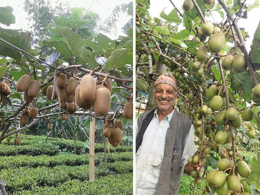 व्यवसायीक कृषिमा किसान 'किवी’ गाउँका रुपमा चिनिएको इलामको खतिवडा बस्ती