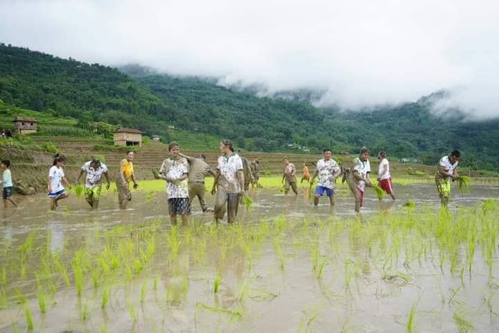 इलाममा हालसम्म करिब ३० प्रतिशत धान रोपाइँ सम्पन्न