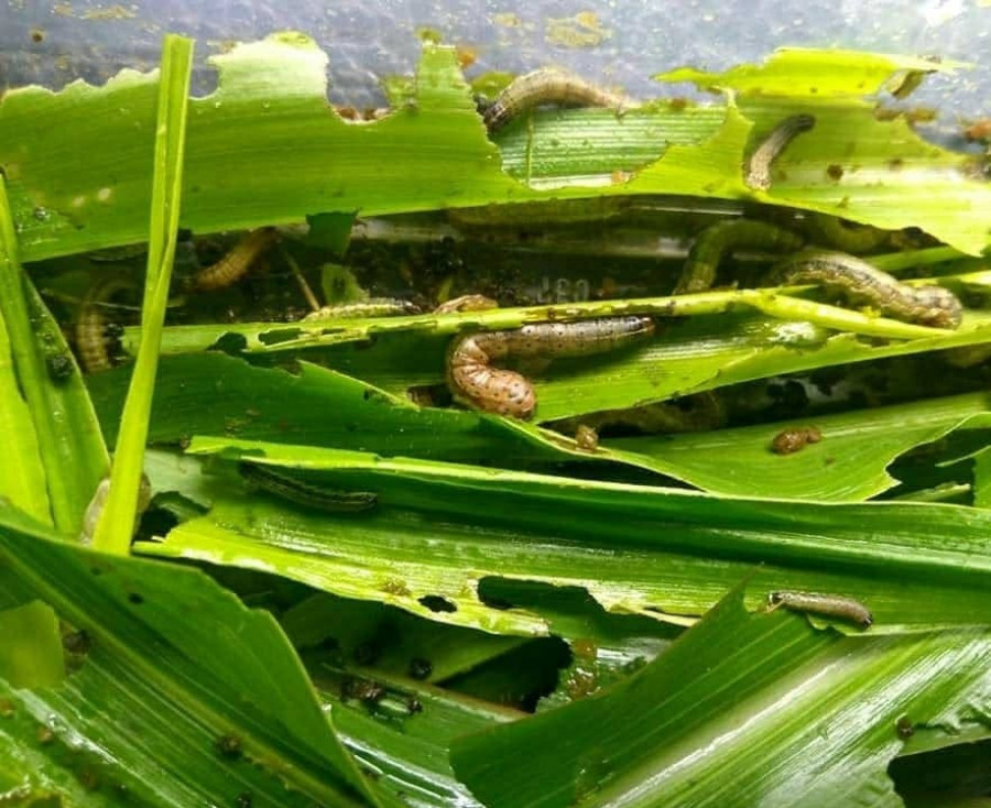 अमेरिकन फौजी कीराको आतंकले किसान चिन्तित