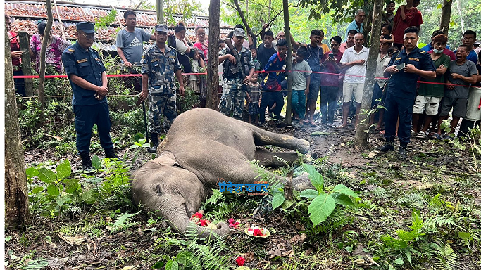 मोरङमा न्याउरी मुसा मार्न थापेको करेन्टमा हात्ती पर्‍यो, अनुसन्धानका लागि एक पुरुष पक्राउ