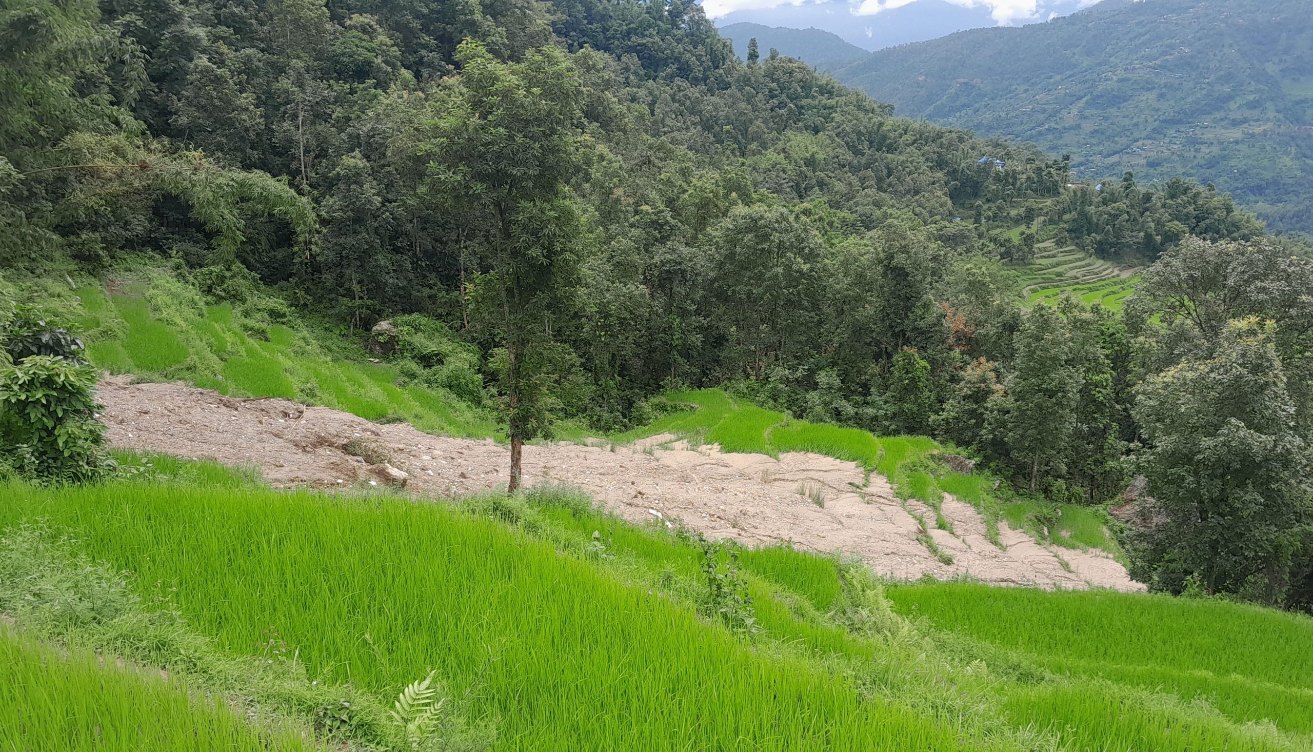 पहिरोले धानबालीसहितको खेत बगाएपछि कृषक चिन्तित