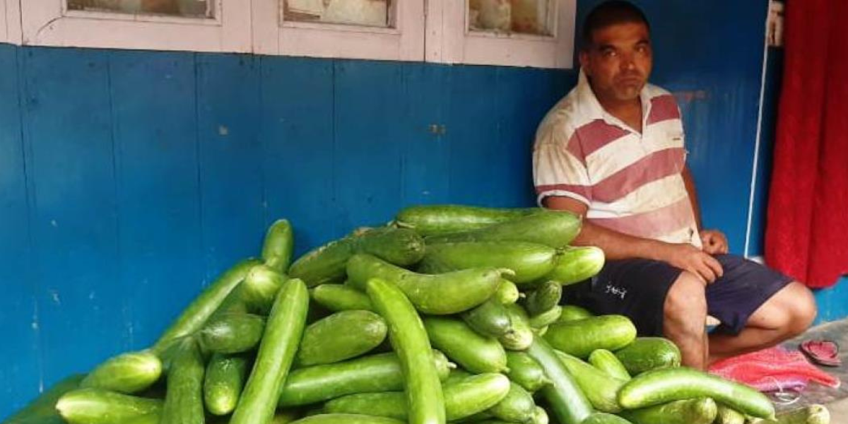 काँक्रो खेतीबाट मनग्य आम्दानी गर्दै इलामका किसान
