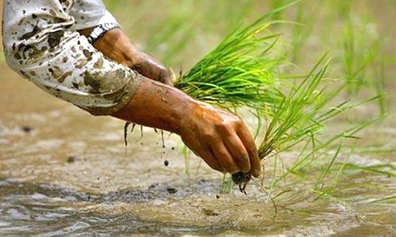डडेल्धुरामा ६० प्रतिशत रोपाइँ सम्पन्न