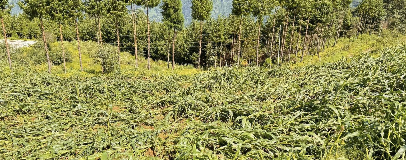 हावाहुरी र वर्षाले कृषि बालीमा क्षति