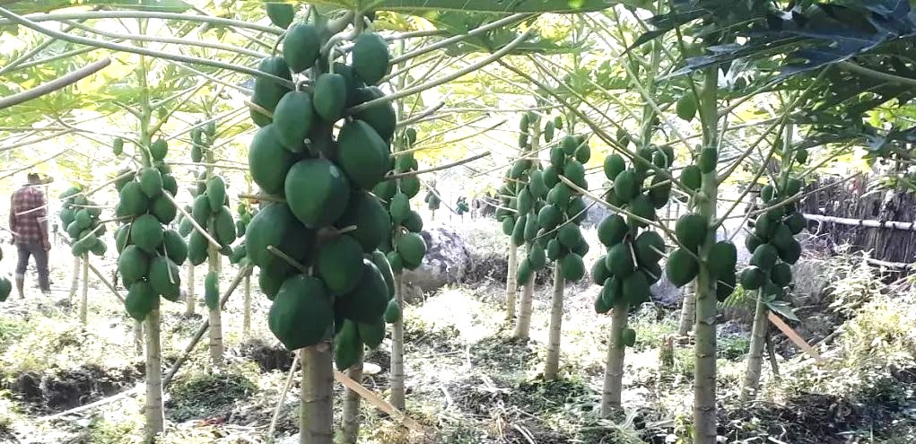 मेवा बिक्रीबाट आम्दानी गर्दै सहकारी