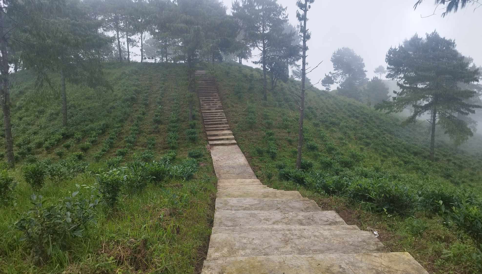भोजपुरको आमचोकमा १४ सय रोपनीमा चियाखेती