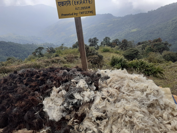 ऊन बिक्री नहुँदा भोजपुरका भेडापालक किसान चिन्तामा