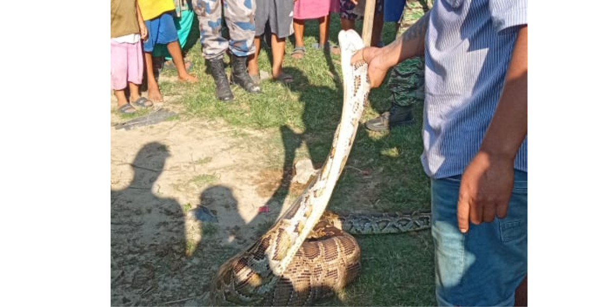 इलामको चुलाचुलीमा अजिङ्गरले निल्यो बाख्रा 