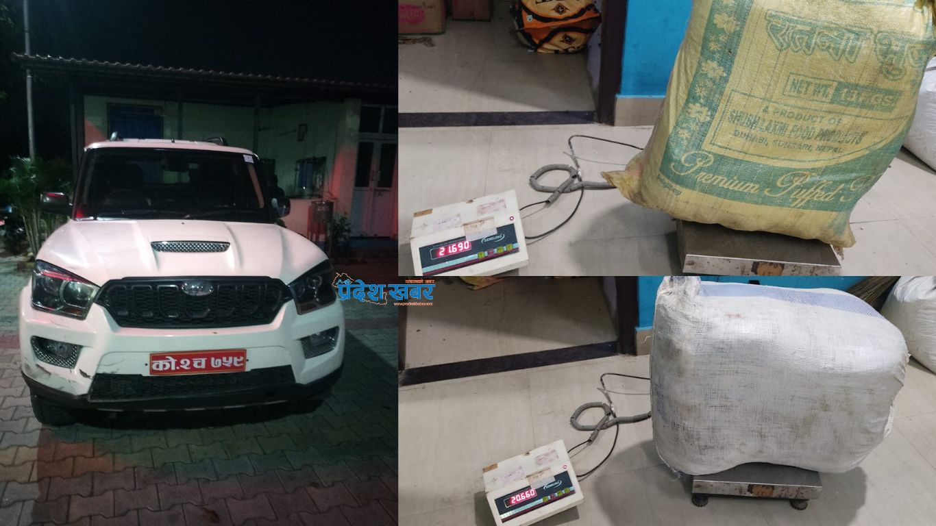 विराटनगरमा स्कारपिओबाट एक सय ४६ केजी गाँजा बरामद, धरानका दुई पुरुष पक्राउ