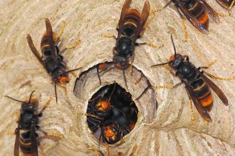 पाँचथरमा अरिङ्गालले चिल्दा २६ वर्षीय सुवराजको मृत्यु