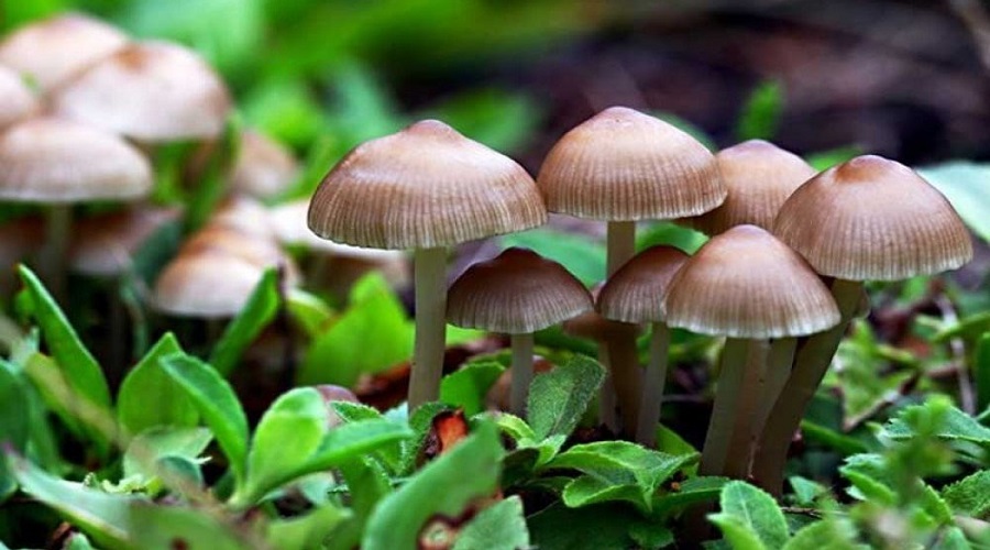 तनहुँमा विषालु च्याउ खाएर बिरामी परेकामध्ये २ जनाको मृत्यु