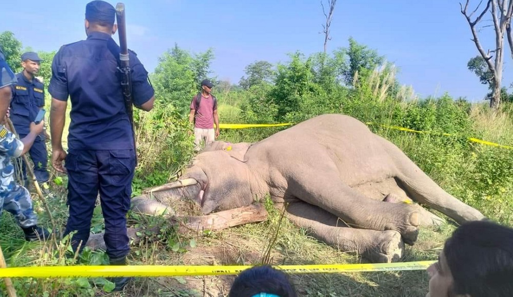 वयस्क जङ्गली हात्ती मृत फेला