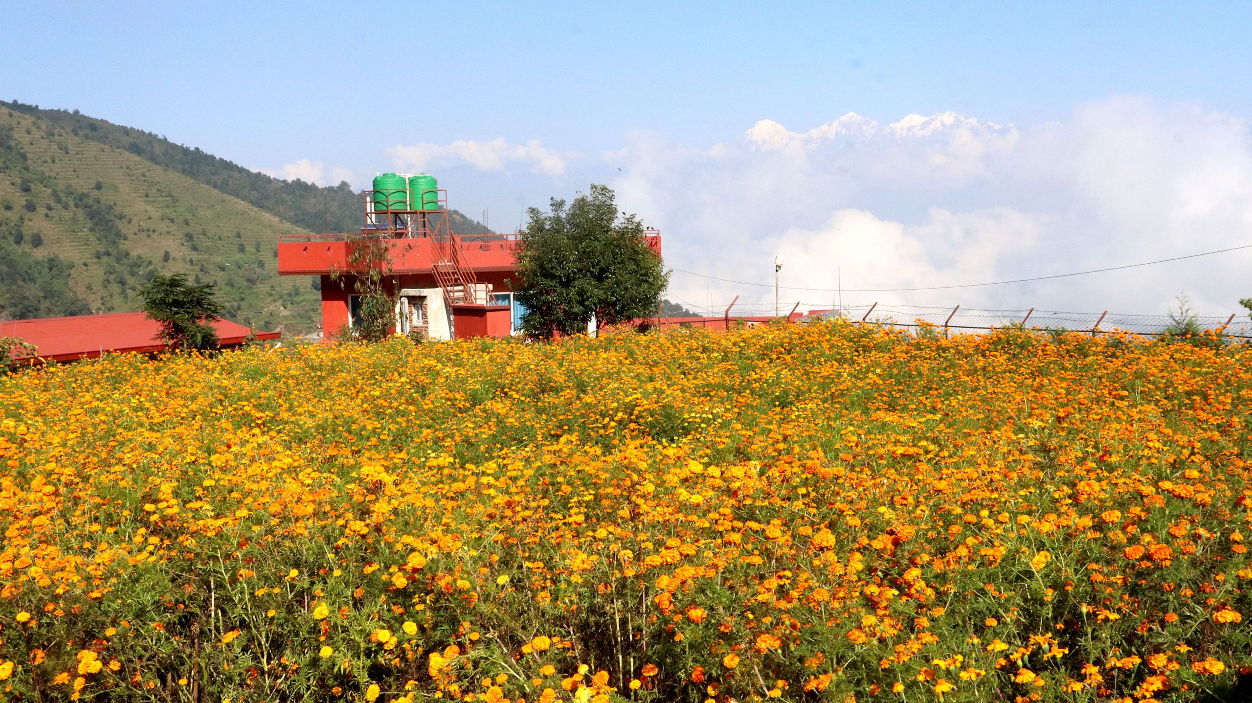 तिहार नआउँदै सयपत्री फूलको अग्रिम माग