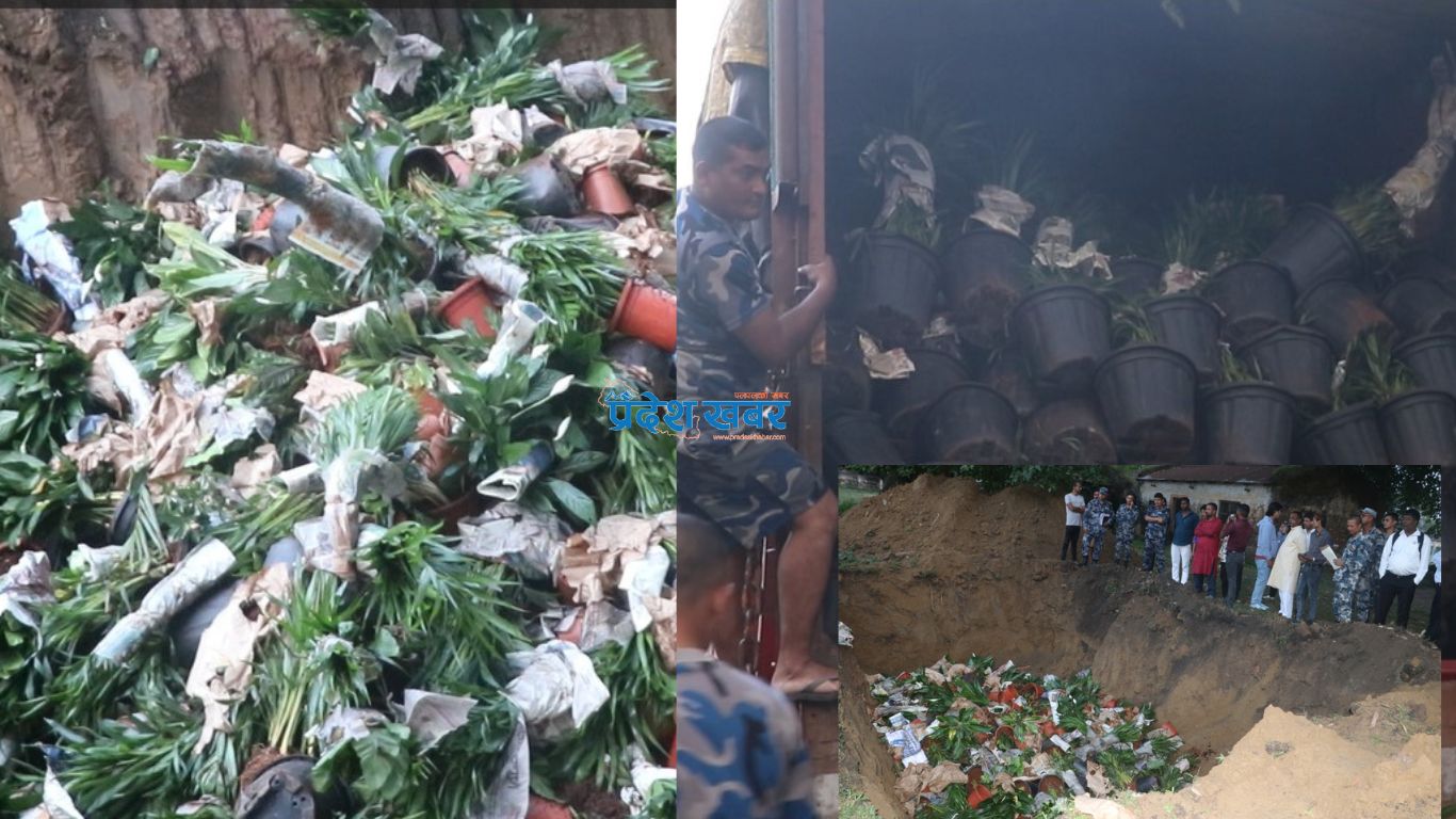 भारतबाट विराटनगर ल्याइएको ६१ लाख बढी मूल्यको फूलका बिरूवा नष्ट