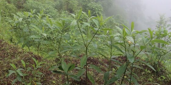 नेपालको वनस्पती, जापानमा पैसा !