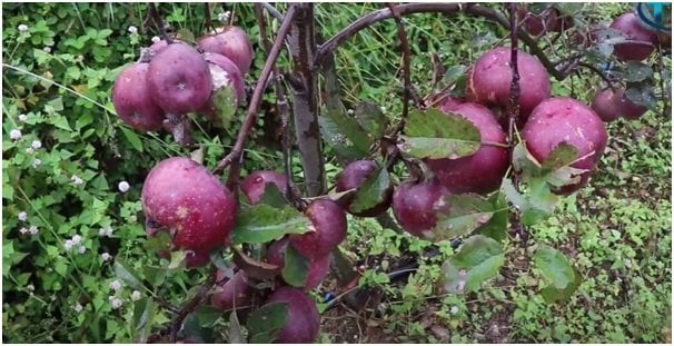 सडक अभावले कुहिँदै करोडौँको स्याउ, बजार ल्याइदिन सरकारसँग माग