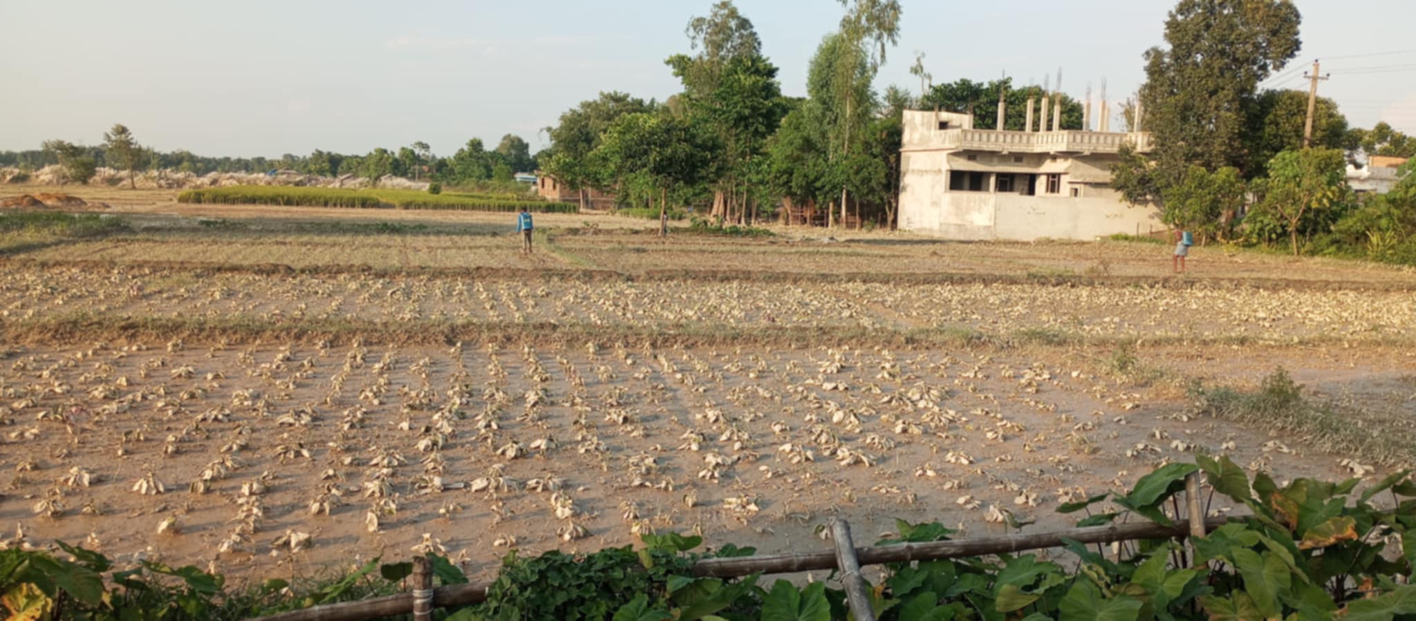 बाढीले सुनसरीमा दुई करोडको तरकारी बाली क्षति
