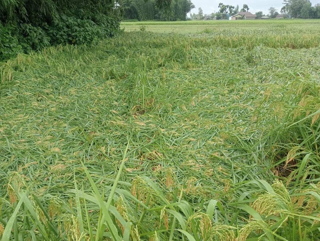 स्थलगत रिपोर्टः सुनसरीमा बाढीले कृषि क्षेत्रमा बढी क्षति