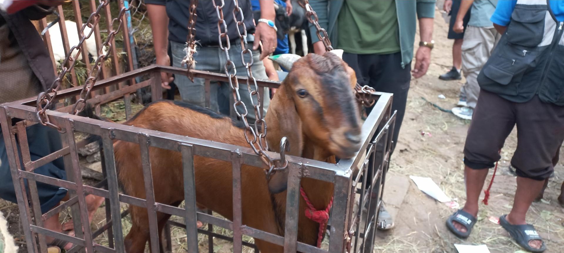 जुम्लामा दसैँको समयमा मात्रै १६ करोड बढीका भेडा तथा खसीबोकाको कारोबार