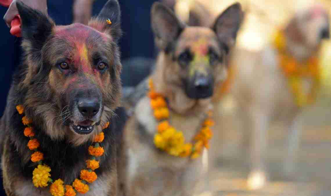 कात्तिक कृष्ण चतुर्दशीः नरक चतुर्दशी, कुकुर तिहार