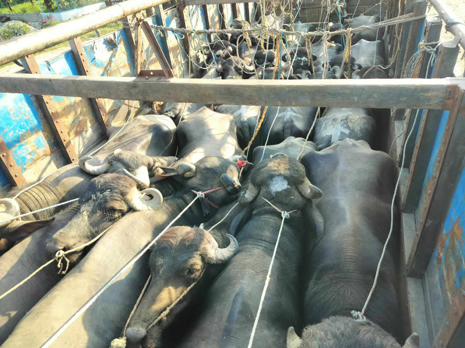 आज विश्व पशुपन्छी दिवस, निर्मम कष्ट भोग्न बाध्य छन् पशुपन्छी