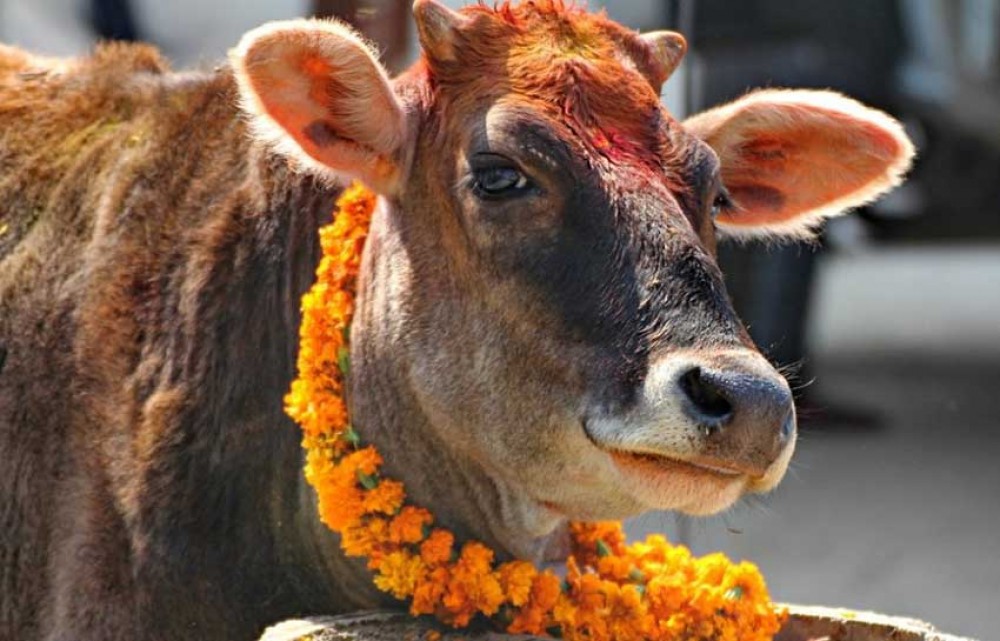 कात्तिक शुक्ल प्रतिपदा: गाई पूजा