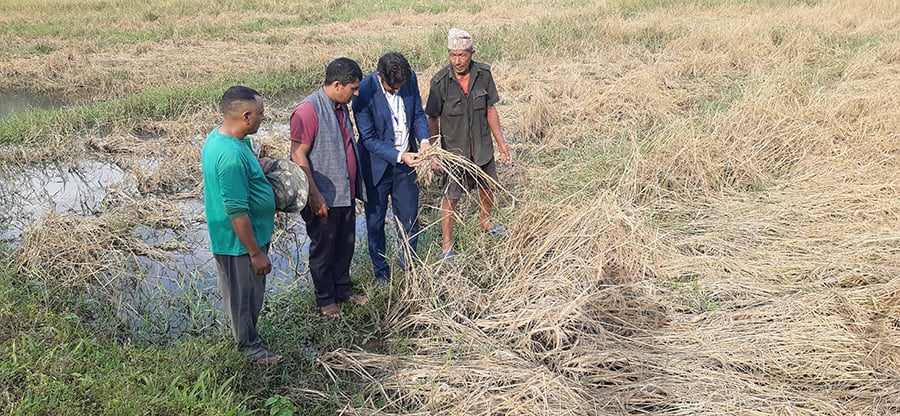 फेवाफाँटको जेठोबुढोमा गभारोः भित्राउने बेला धान न पराल, किसान चिन्तित
