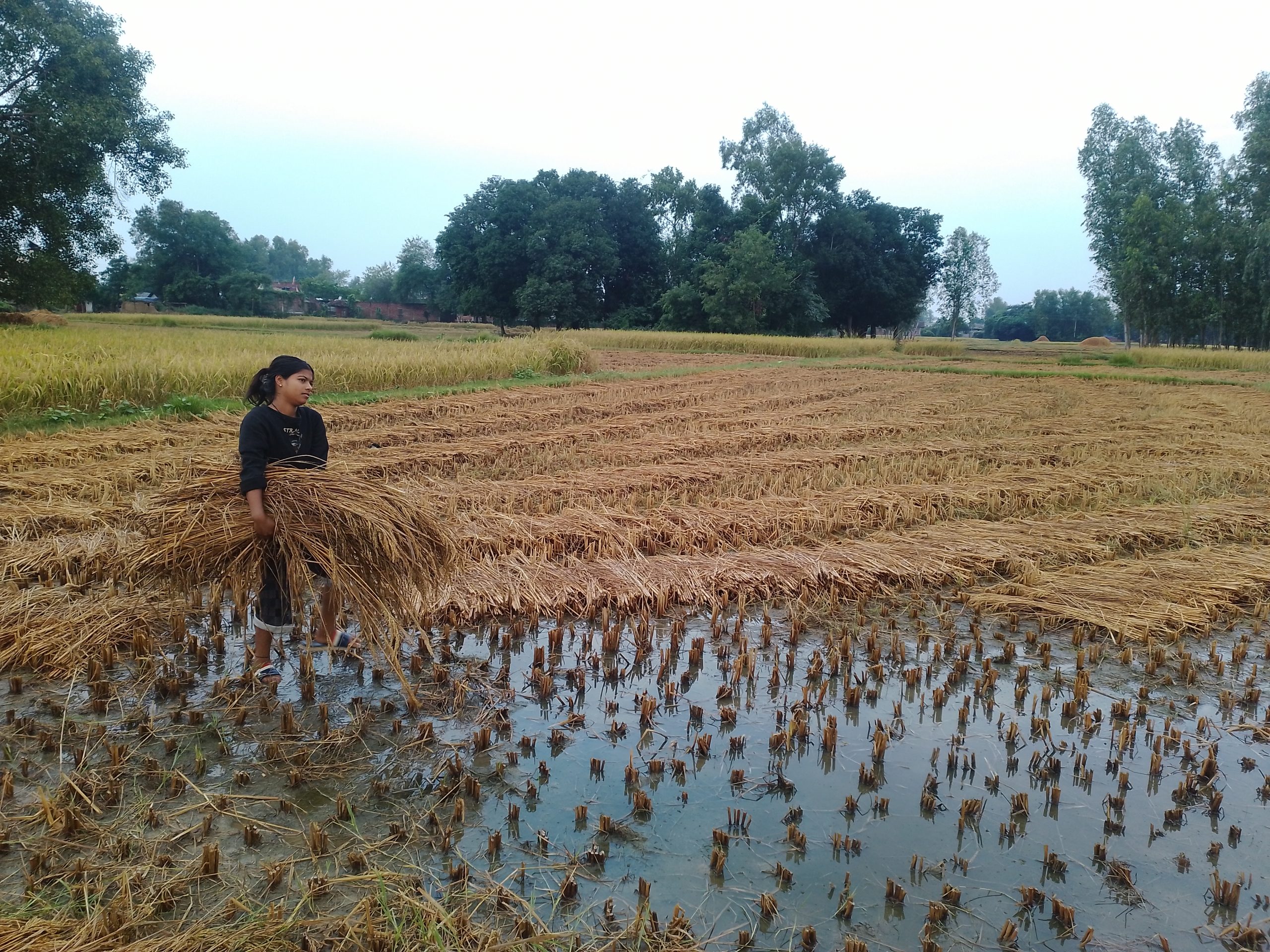 बेमौसमी वर्षाले धान बालीमा क्षतिहुँदा किसान समस्यामा