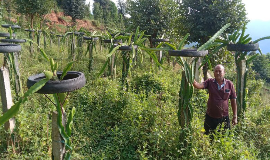 जसले ‘ड्रागन फ्रुट’ बेचेरै कमाउँछन् वार्षिक १५ लाख