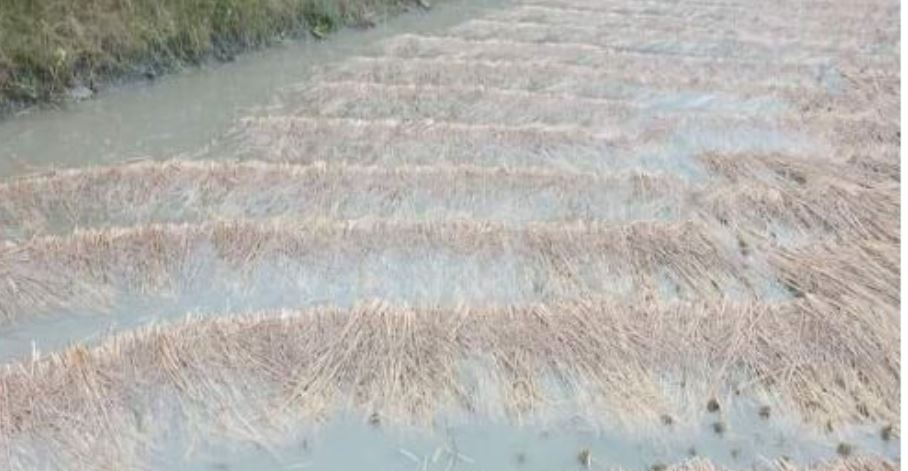 तनहुँ र म्याग्दीमा भित्र्याउने बेलाको धानबालीमा वर्षाले क्षति