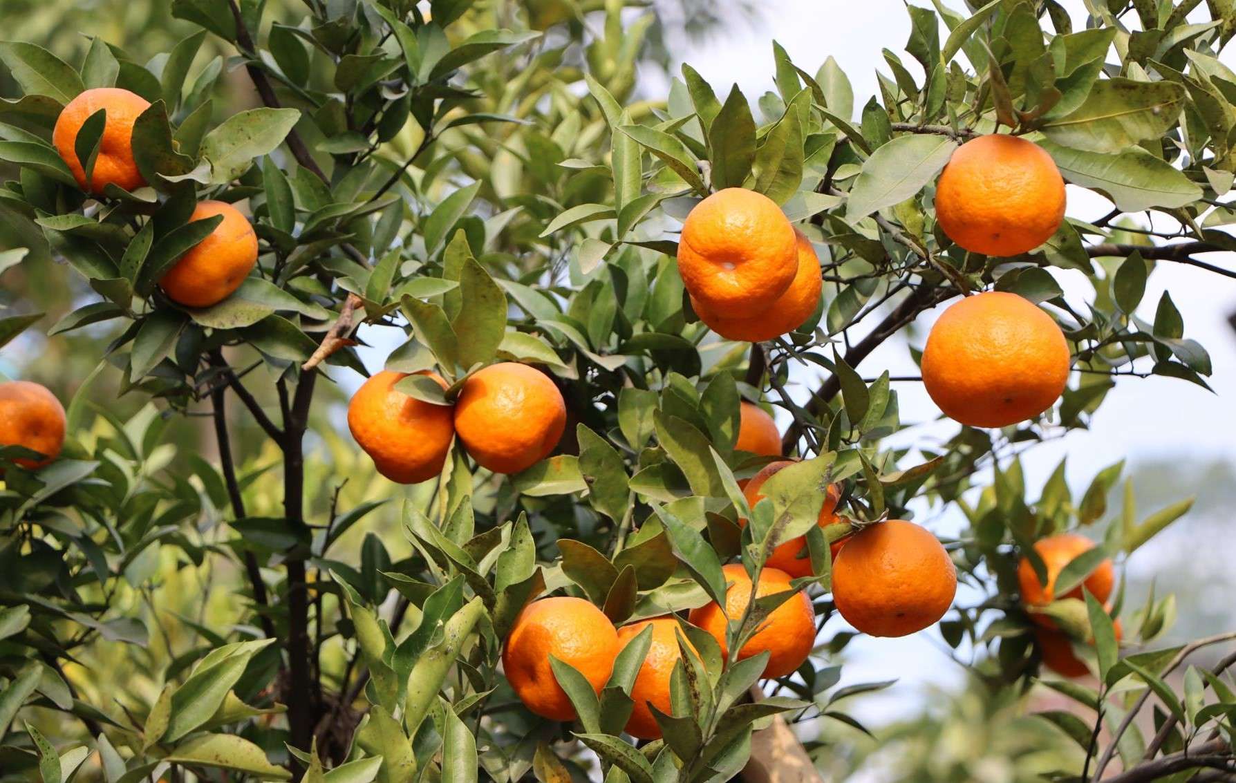 सङ्खुवासभामा ३४ करोडबढीको सुन्तला कारोबार