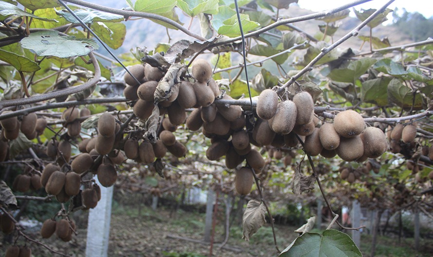 म्याग्दीमा फलेको किबीले बजार पाएन