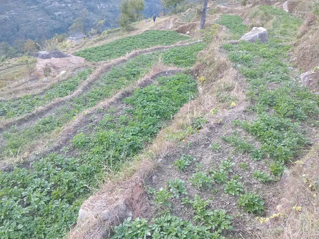 म्याग्दीमा आलु प्रवर्द्धन कार्यक्रम : आठ सय रोपनीमा खेती विस्तार
