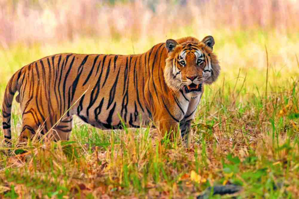 पाटेबाघ मार्ने उद्योगमा एक जना पक्राउ