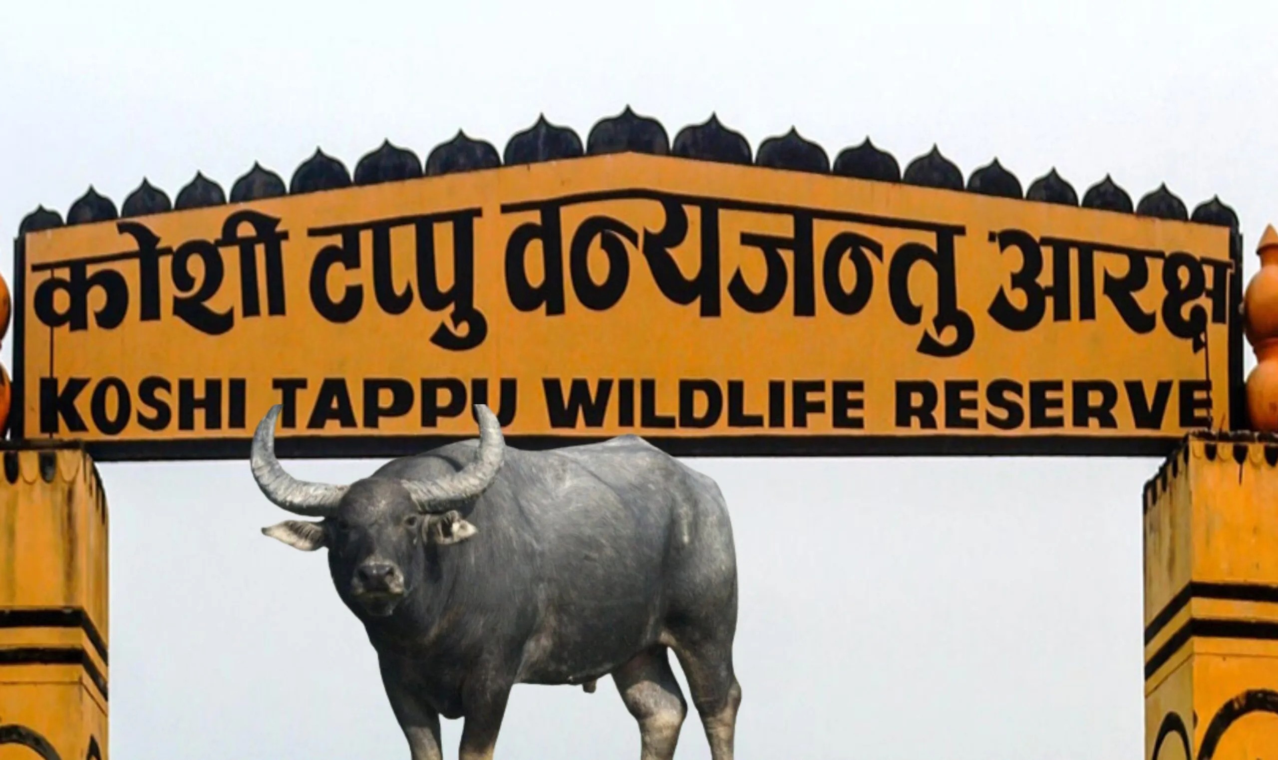 कोशी टप्पुमा अर्नाको आक्रमणबाट मण्डलको मृत्यु