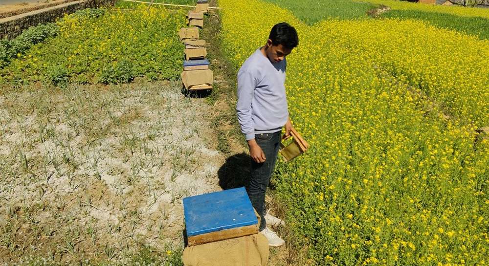 पच्चीस लाख खर्चेर सुन्दरहरैँचामा मौरीपालन