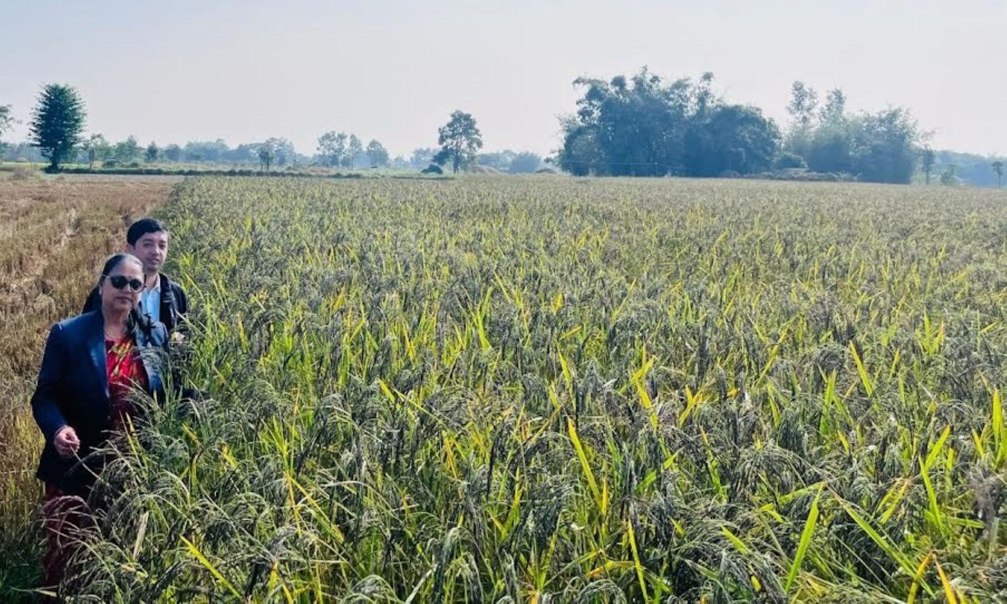 झापाको शिवसताक्षीका चार वडालाई नुनिया धानको पकेट क्षेत्र घोषणा