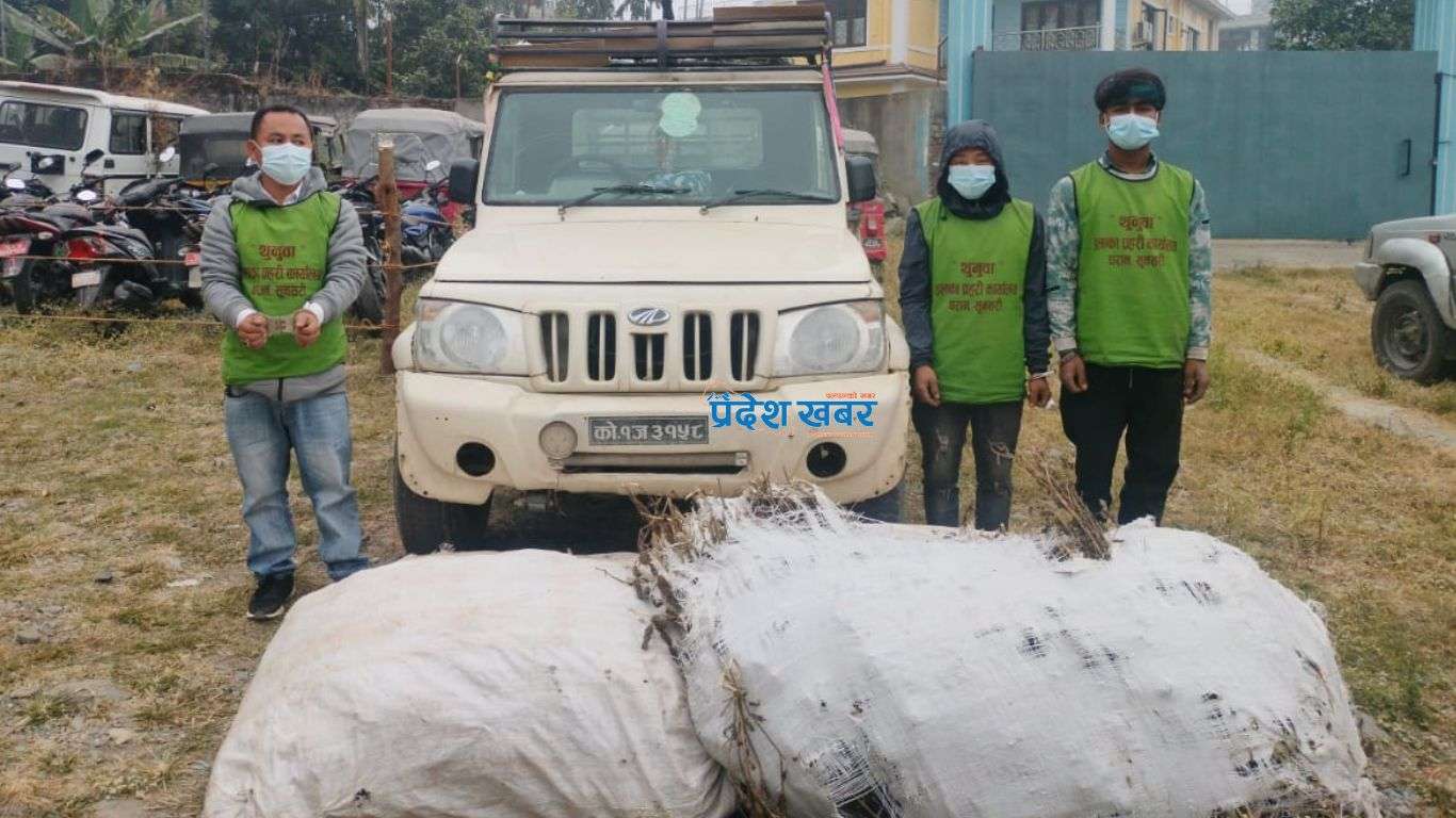 धरानमा प्रहरीलाई देखेपछि भागे, पिकअपबाट गाँजा भीरमा फ्याल्दै गरेको अवस्थामा तीन पक्राउ