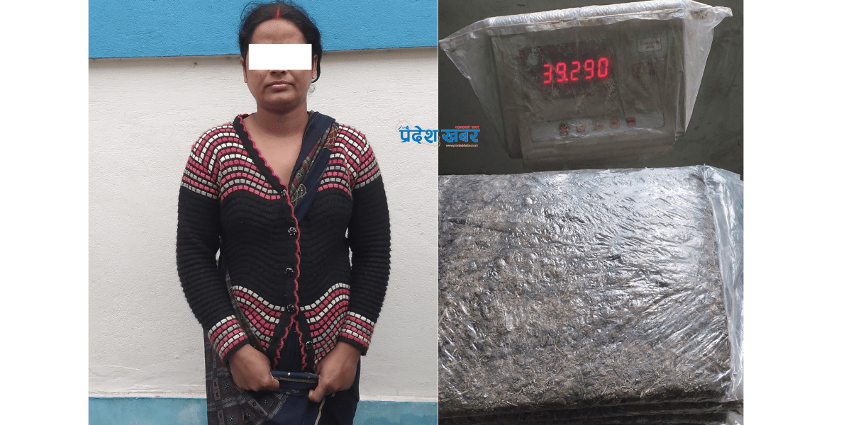 सुनसरीमा ३९ किलो गाँजासहित एक महिला पक्राउ