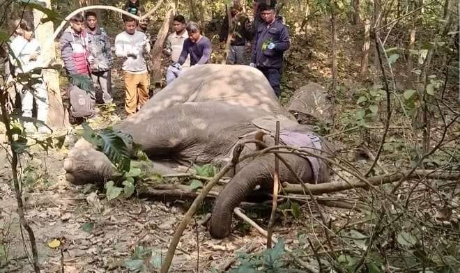 जङ्गलमा देखा परेको घाइते हात्तीको उपचार