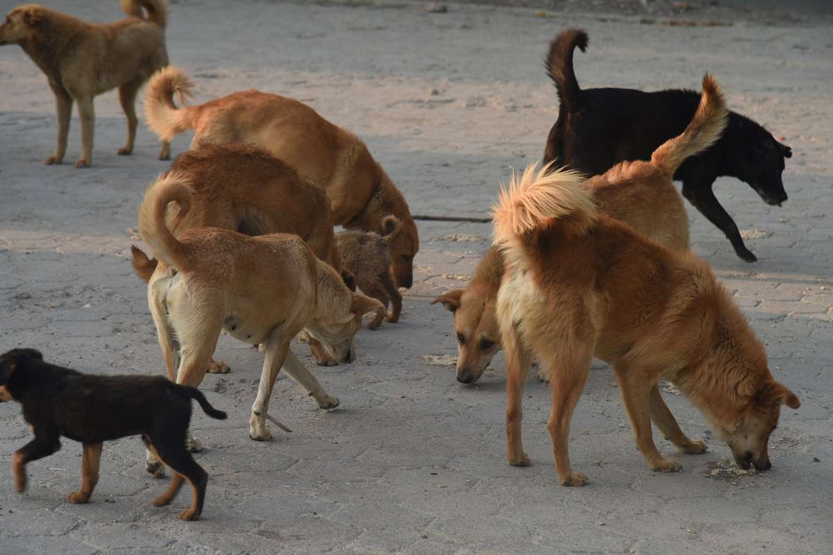 इलाममा सामुदायिक कुकुरको बन्ध्याकरण गरिँदै