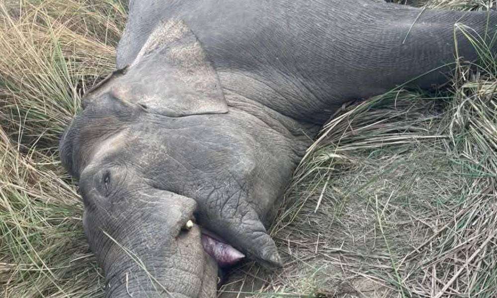 मकुना हात्ती मृत्यु प्रकरणः छानबिन कार्यदलले स्थलगत अध्ययन सक्यो