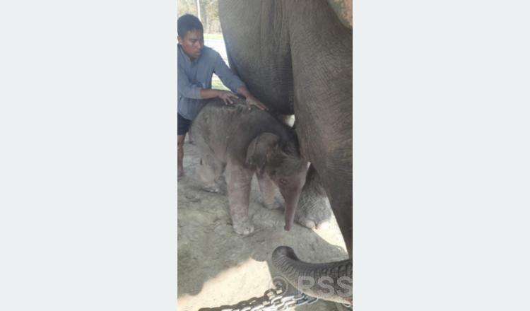 प्रजनन केन्द्रमा रिमझिमकलीले पाइन् छावा