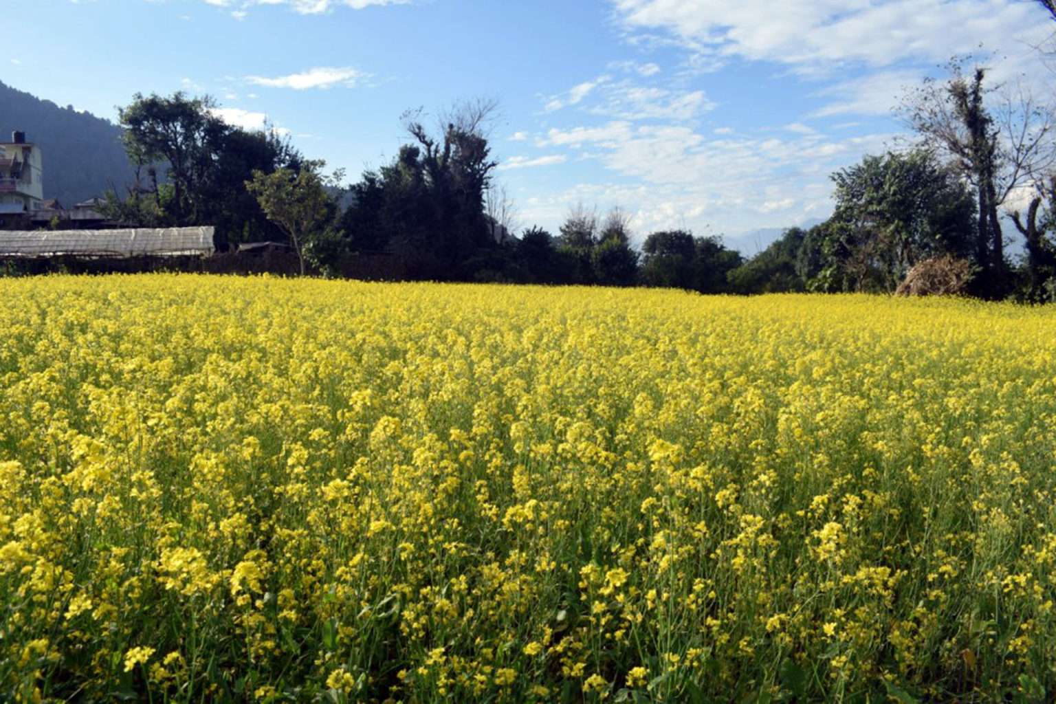 बारामा एघार हजार मेट्रिकटन तेलहन उत्पादन