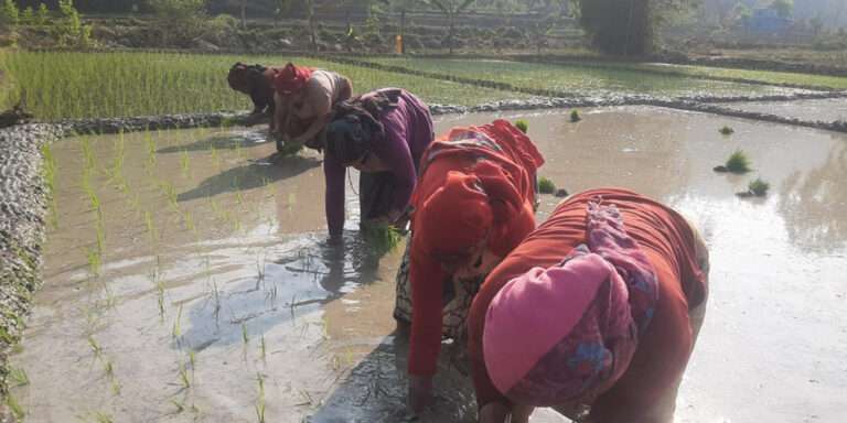 किसानलाई चैते धान रोप्न चटारो